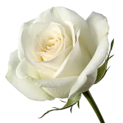 Imagen PNG para descargar